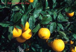  (Citrus sinensis)