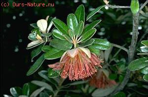   (Diplolaena grandiflora)