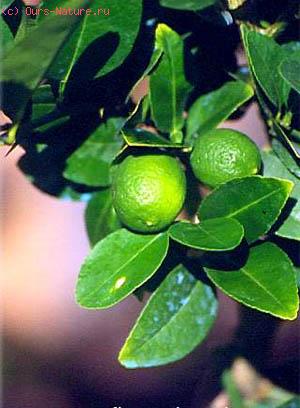  (Citrus aurantiifolia)