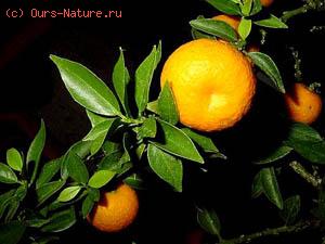  (Citrus aurantium)