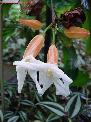   (Erythrochiton hypophyllanthus)