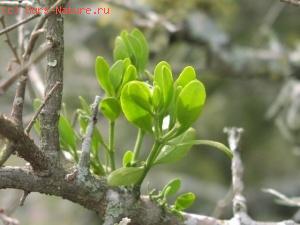   (Phoradendron libocedri)