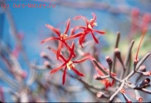   (Phrygilanthus aphyllus)