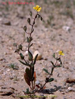   (Helianthemum salicifolium)