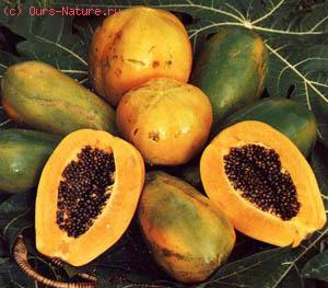  (Carica papaya)
