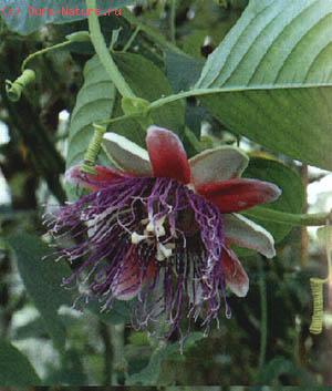   (Passiflora quadrangularis)