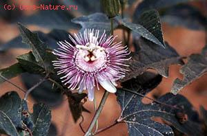  - (Passiflora incarnata)