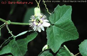  (Passiflora sicyoides)