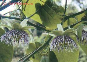   (Passiflora ligularis)