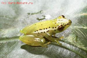   (Rhrynobatrachus natalensis)