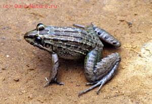   (Leptodactylus prognatus)