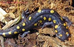   (Salamandra salamandra)