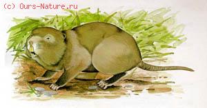Крыса бамбуковая гигантская (Rhizomys sumatrensis)