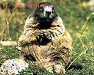   (Marmota marmota)