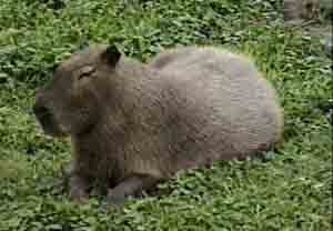  (Hydrochoerus capybara)