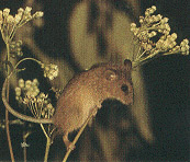 Древесномышь (Dendromus mesomelas)