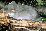Крыса трёхугольнохвостая (Beamys hindei)