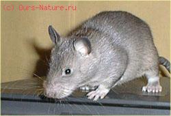 Крыса хомяковая (Cricetomys gambianus)