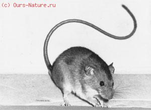 Мышь африканская (Thamnomys venustus)