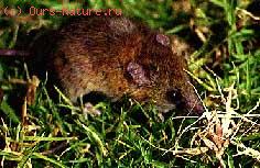 Мышь долгохвостая (Vandeleuria oleracea)