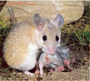 Мышь иглистая (Acomys wilsoni)