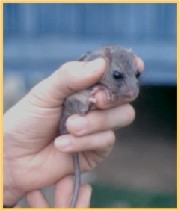 Мышь обезьяновая (Hapalomys longicaudatus)
