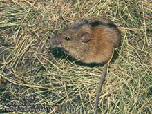 Мышь полевая (Apodemus agrarius)