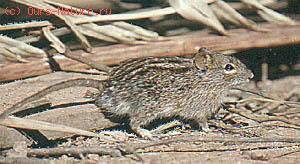 Мышь полосатая (Rhabdomys pumilio)