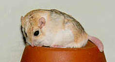 Песчанка жирнохвостая (Pachyuromys duprasi)