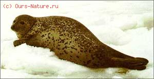 Тюлень росса (Ommatophoca rossi)