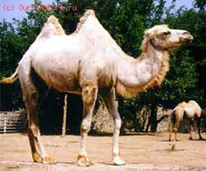   (Camelus bactrianus)
