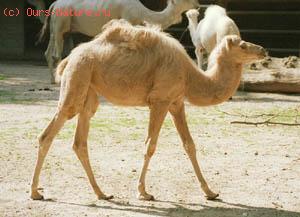 Верблюд одногорбый (Camelus dromaderius)