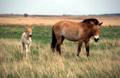   (Equus przewalskii)