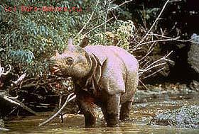   (Rhinoceros sondaicus)