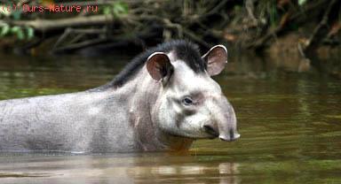   (Tapirus pinchaque)