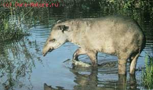   (Tapirus terrestris)