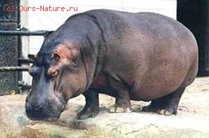  (Hippopotamus amphibius)
