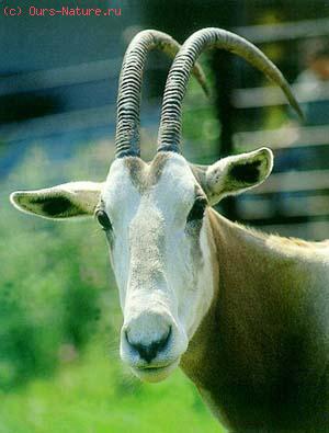   (Oryx dammah)