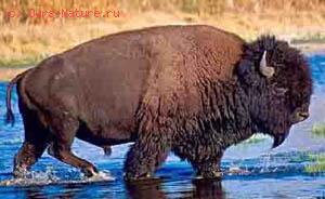  (Bison bison)