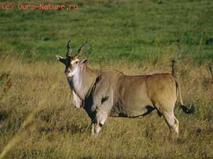  (Taurotragus oryx)