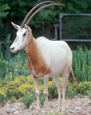  (Oryx gazella)