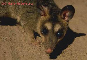  (Philander opossum)