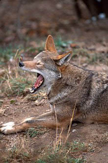   (Canis niger)