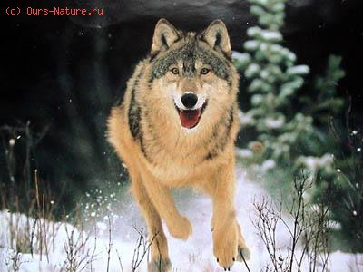 Волк (Canis lupus)