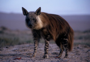   (Hyaena brunnea)