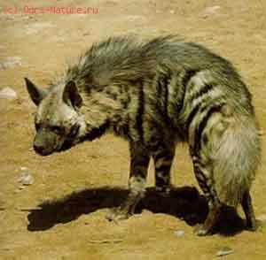 Гиена полосатая (Hyaena hyaena)