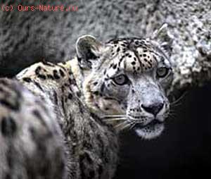  (Panthera unica)