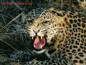 Леопард (Panthera pardus)