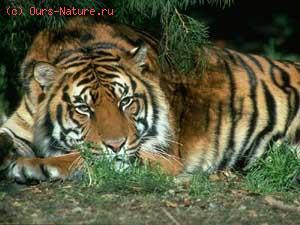  (Panthera tigris)