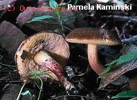 Моховик тупоспоровый (Xerocomus truncatus)
